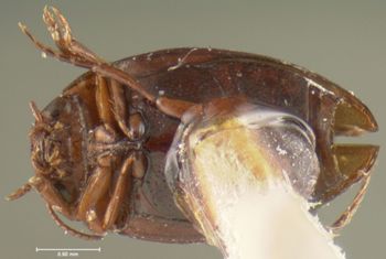 Media type: image;   Entomology 23907 Aspect: habitus ventral view